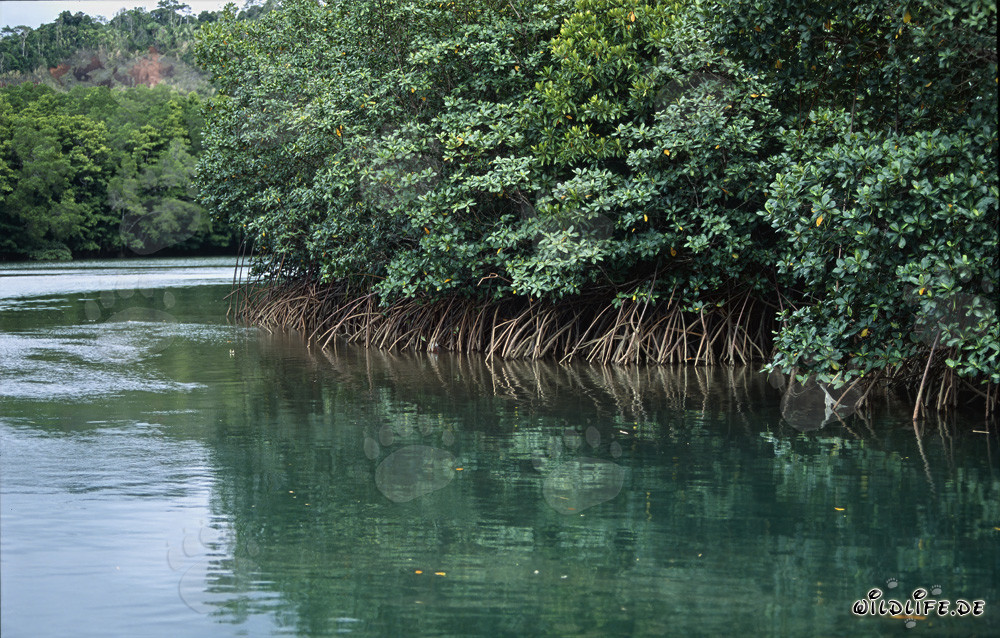Mangroves rouges au bord d'une courbe de rivière
