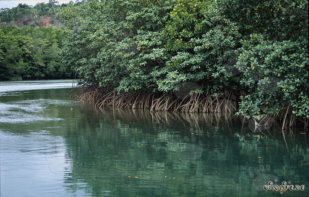 Mangrovie rosse in una curva del fiume