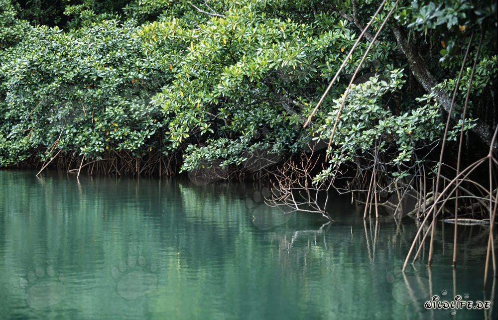 Mangroves rouges sur les rives de la rivière Qara-ni-Qio