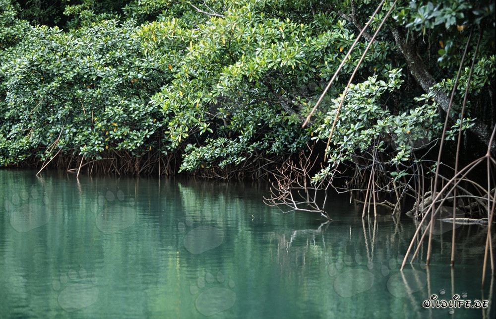 Mangrovie rosse sulle rive del fiume Qara-ni-Qio