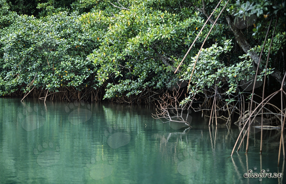 Rote Mangroven am Qara-ni-Qio Flussufer