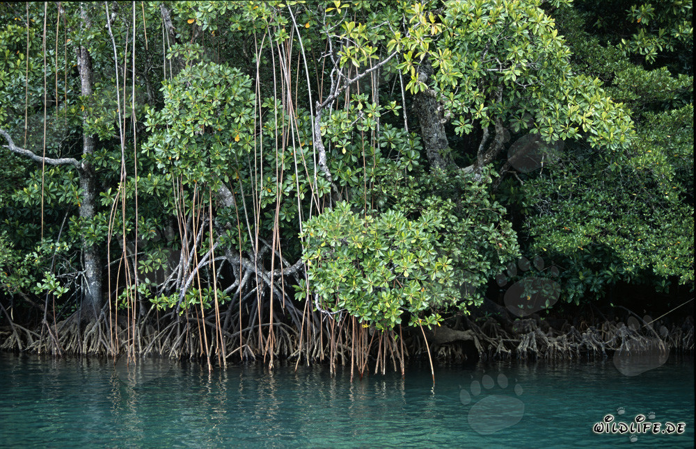 Mangroves rouges sur les rives de la rivière Qara-ni-Qio aux Fidji