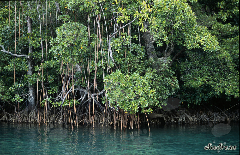 Red Mangroves on the shore of Qara-ni-Qio River in Fiji