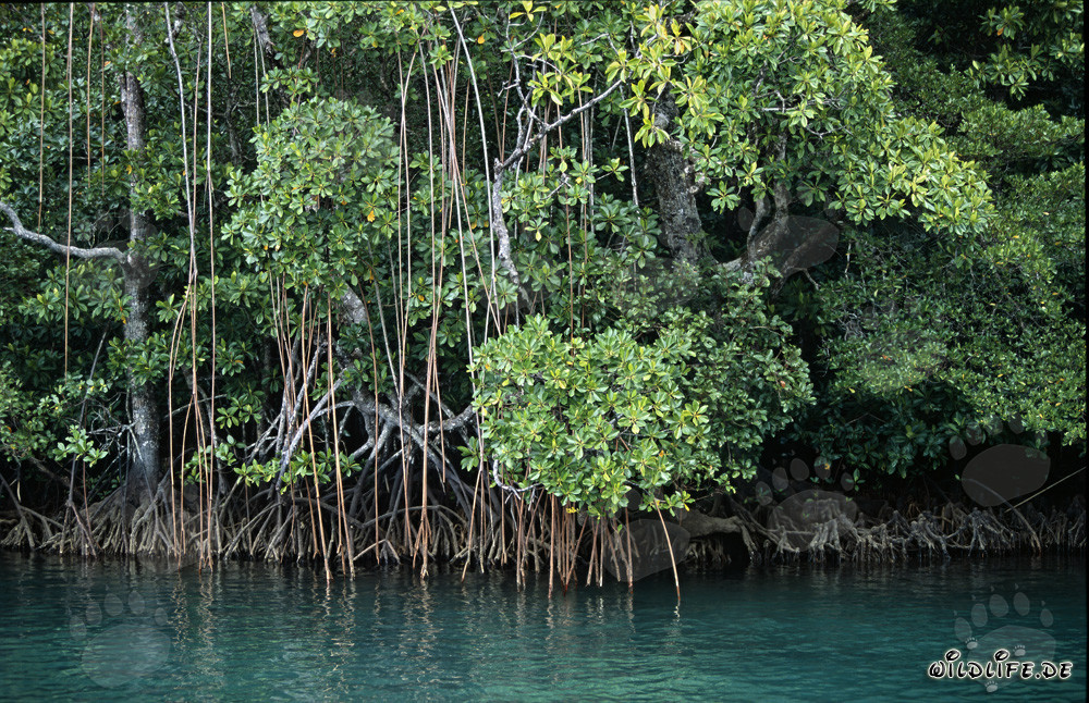 Rote Mangroven am Ufer des Qara-ni-Qio River in Fiji