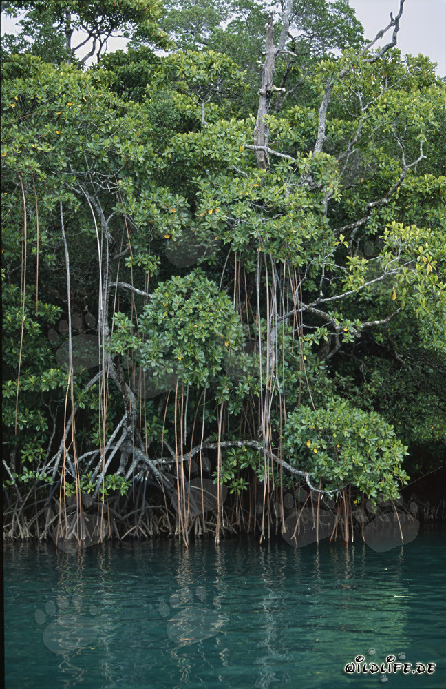 Manglar rojo a lo largo del río Qara-ni-Qio en la selva