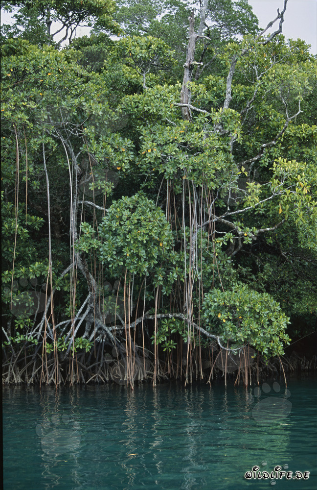 Mangrove rouge le long de la rivière Qara-ni-Qio dans la jungle