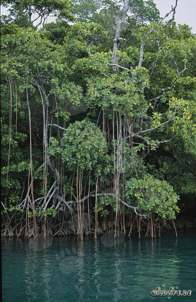 Red Mangrove in the jungle along the Qara-ni-Qio River