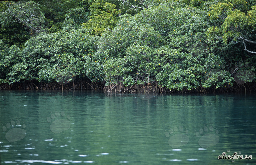 Bosques de manglares rojos en el río Qara-ni-Qio