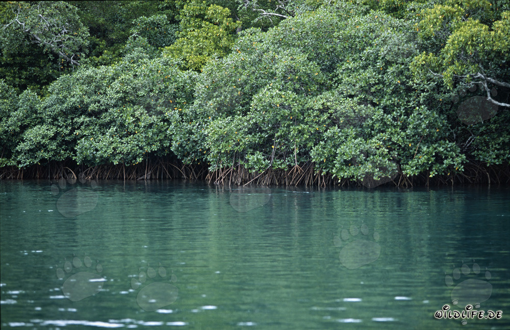 Foreste di mangrovie rosse sul fiume Qara-ni-Qio