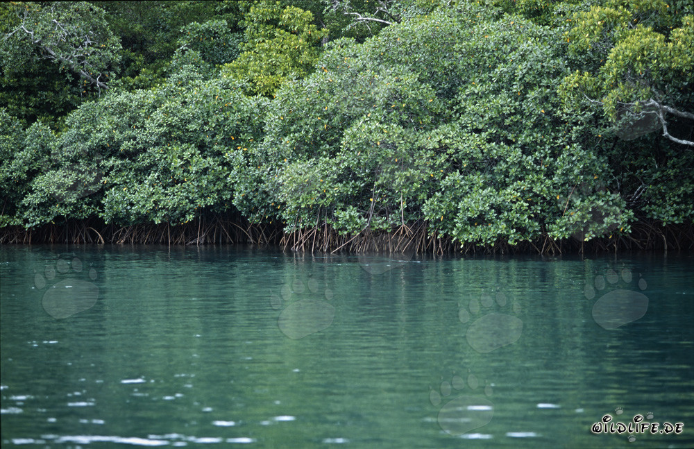Forêts de mangroves rouges sur la rivière Qara-ni-Qio