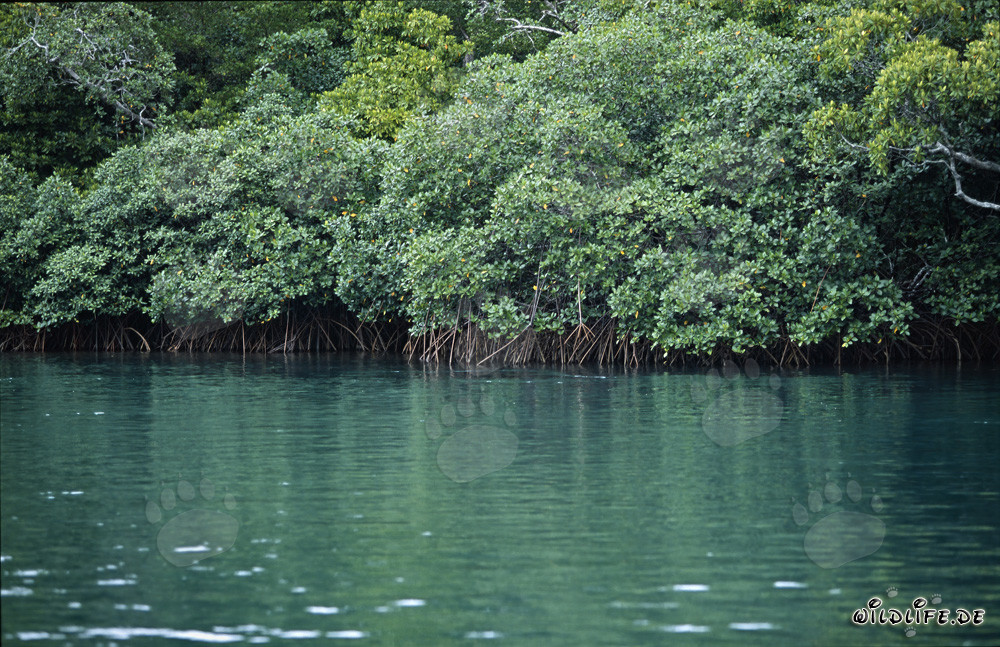 Red Mangrove Forests on the Qara-ni-Qio River