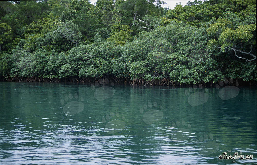 Manglares rojos en el río Qara-ni-Qio en Fiji
