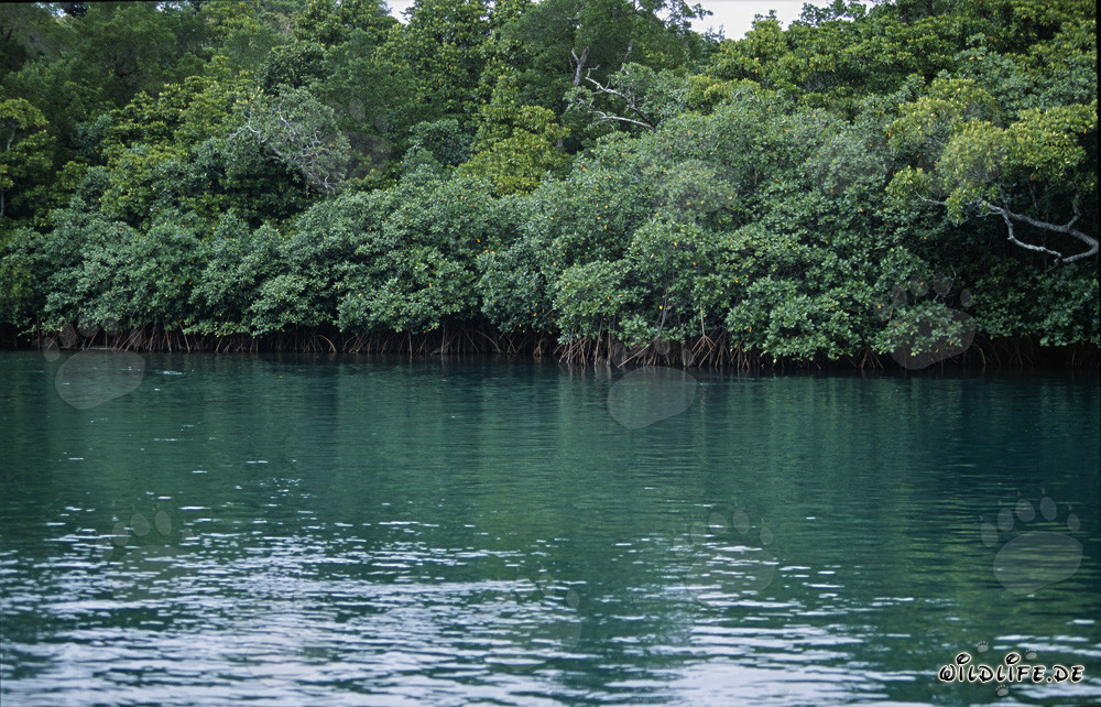 Mangroves rouges sur la rivière Qara-ni-Qio aux Fidji