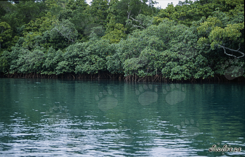 Mangrovie rosse sul fiume Qara-ni-Qio alle Figi