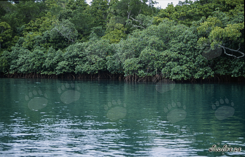 Red Mangroves at Qara-ni-Qio River in Fiji