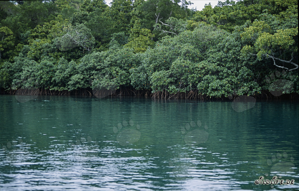 Rote Mangroven am Qara-ni-Qio River in Fiji