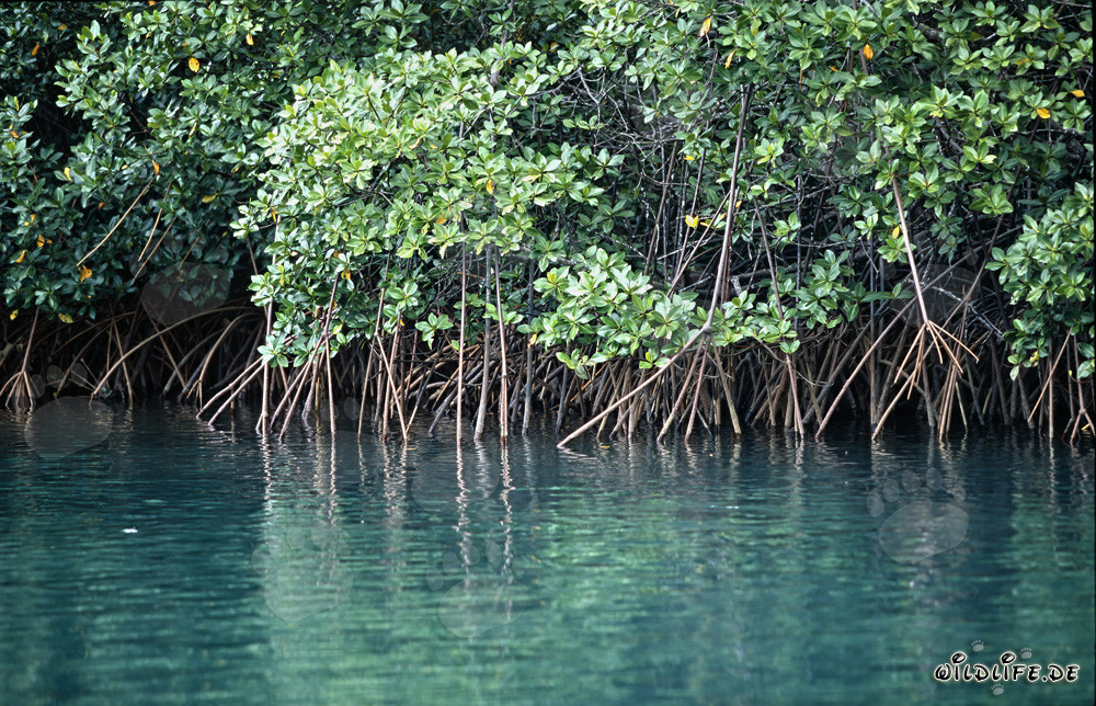 Mangroves rouges sur la rivière Qara-ni-Qio : une végétation côtière unique
