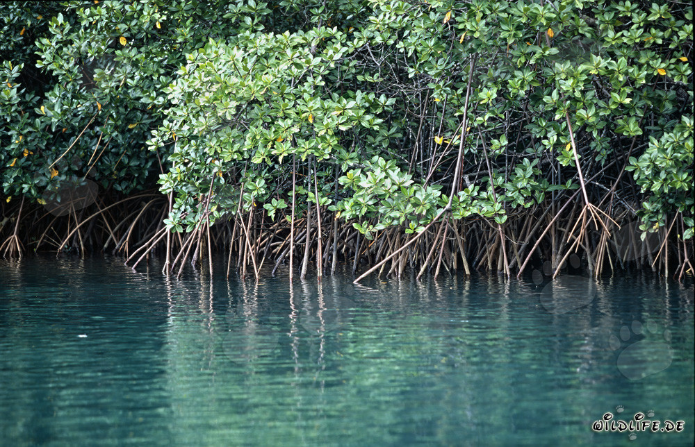 Mangrovie rosse sul fiume Qara-ni-Qio: una vegetazione costiera unica