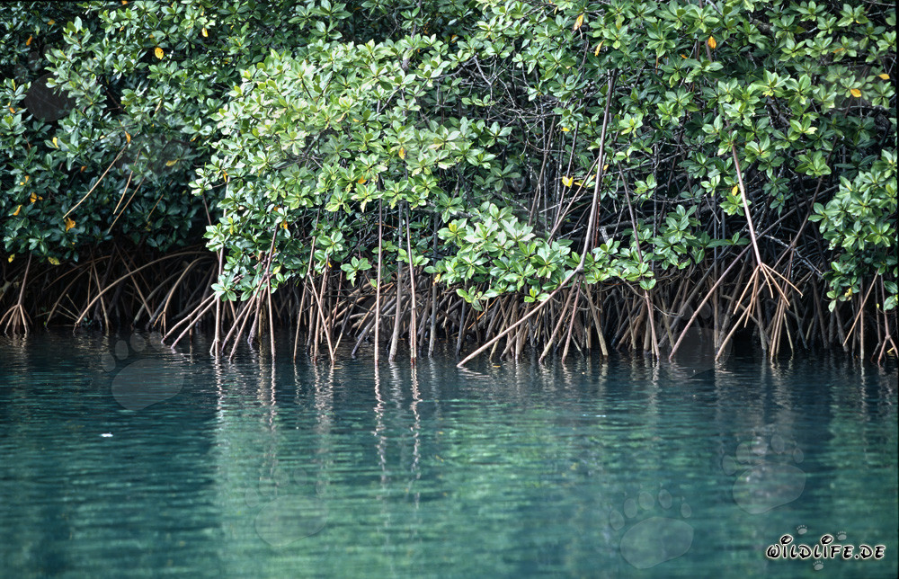 Red Mangroves at Qara-ni-Qio River: Unique Coastal Vegetation