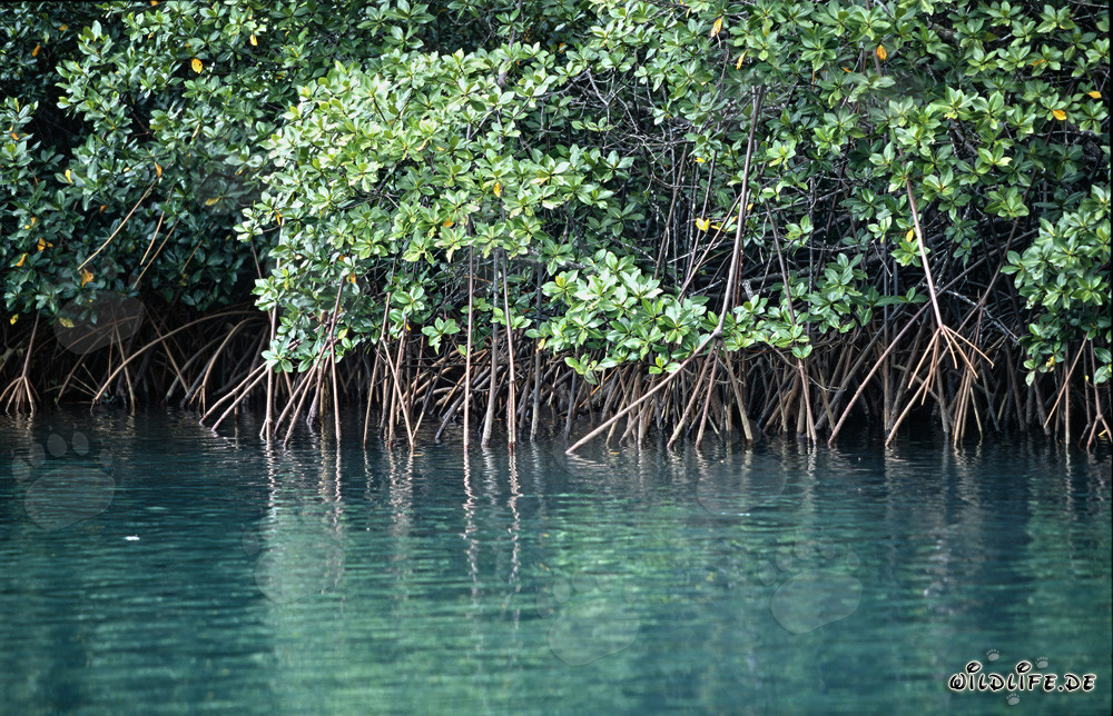 Rote Mangroven am Qara-ni-Qio Fluss: Einzigartige Küstenvegetation