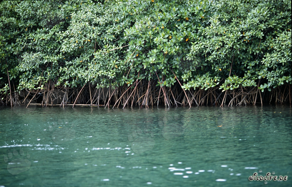 Red Mangrove Vegetation on Qara-ni-Qio River in Fiji
