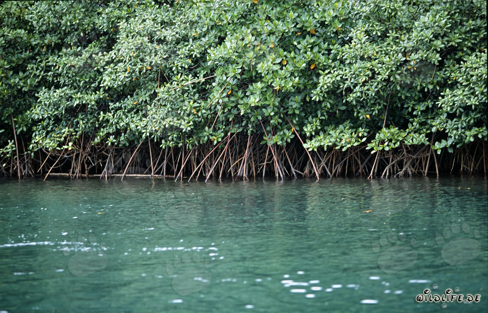 Rote Mangrovenvegetation am Qara-ni-Qio River in Fiji