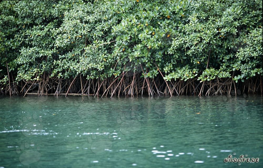 Vegetación de manglar rojo en el río Qara-ni-Qio en Fiji