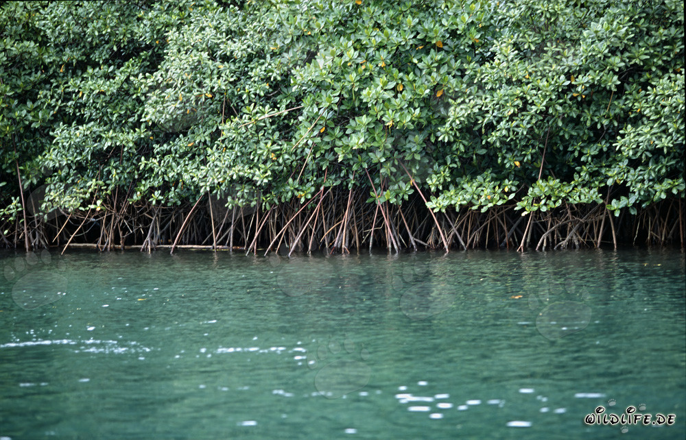 Végétation de mangrove rouge sur la rivière Qara-ni-Qio aux Fidji