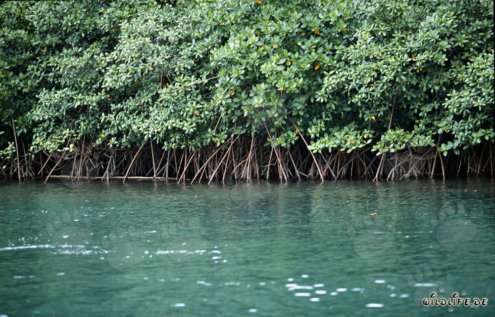 Vegetazione di mangrovie rosse lungo il fiume Qara-ni-Qio alle Figi