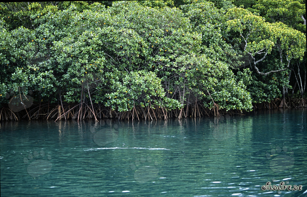 Manglares rojos en las aguas salobres del río Qara-ni-Qio