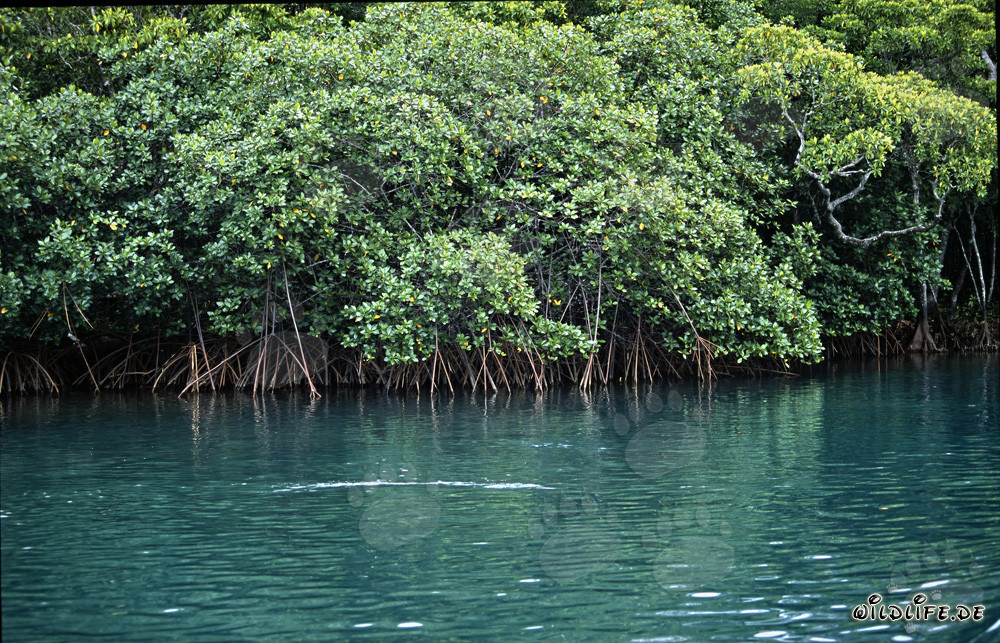 Mangroves rouges dans les eaux saumâtres de la rivière Qara-ni-Qio