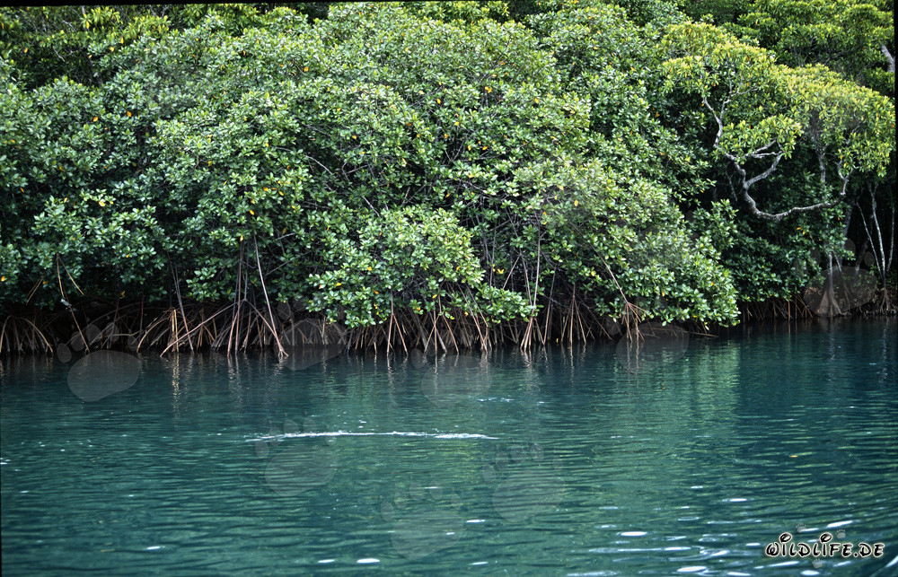 Mangrovie rosse nelle acque salmastre del fiume Qara-ni-Qio
