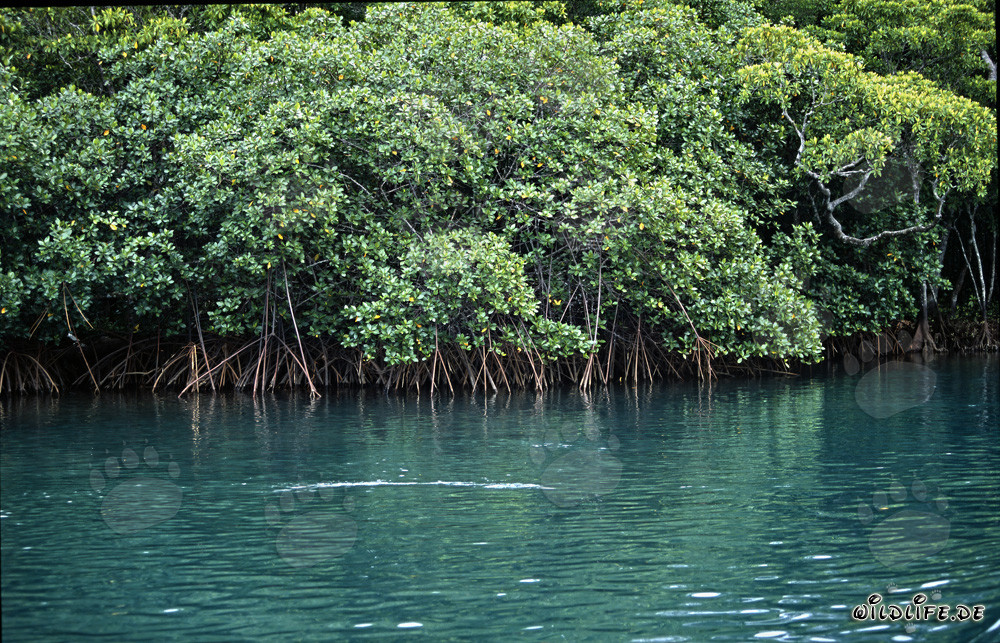 Red Mangroves in brackish water of the Qara-ni higher river