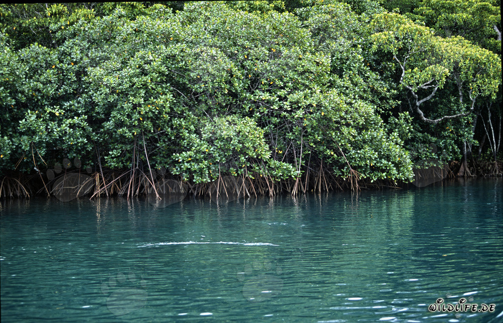 Rote Mangroven im Brackwasser des Qara-ni-Qio River