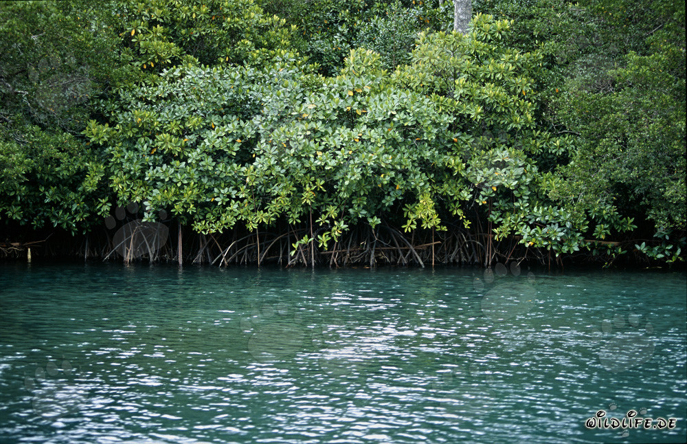 Mangroves rouges dans la rivière Qara-ni-Qio