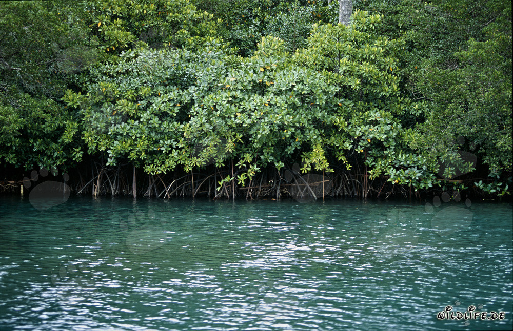 Red Mangroves in the Qara-ni-Qio River