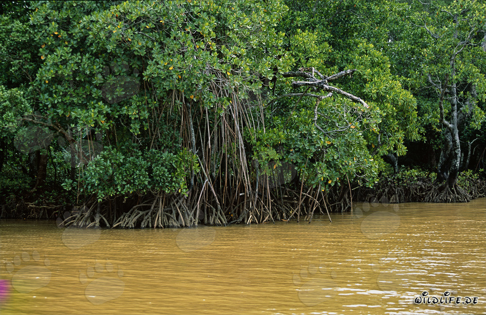 Mangroves rouges dans les eaux jaunes de la rivière Qara-ni-Qio
