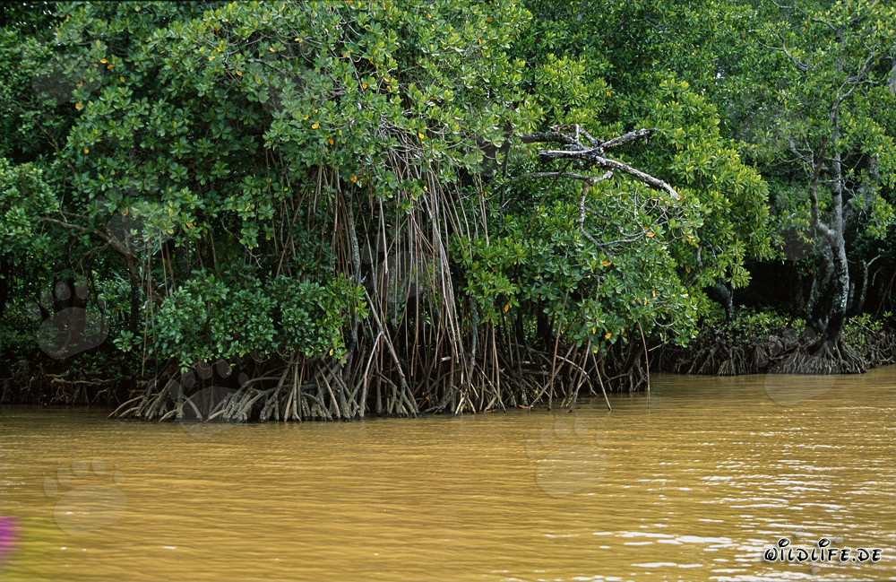Red Mangroves in the yellow Qara-ni-Qio River water
