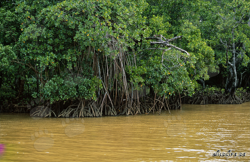 Rote Mangroven im gelben Qara-ni-Qio River Wasser