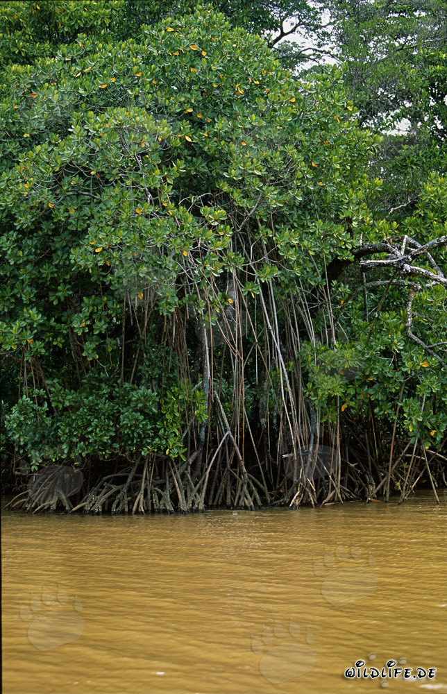 Mangroves rouges dans la rivière agitée de Qara-ni-Qio après une forte pluie