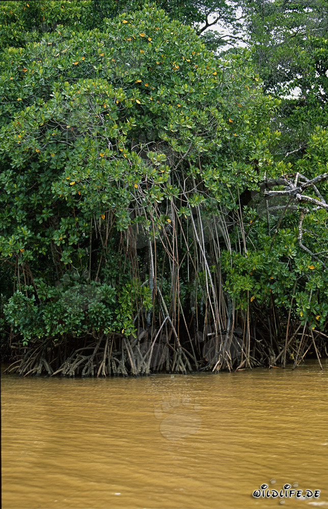 Red Mangrove (Rhizophora mangle)