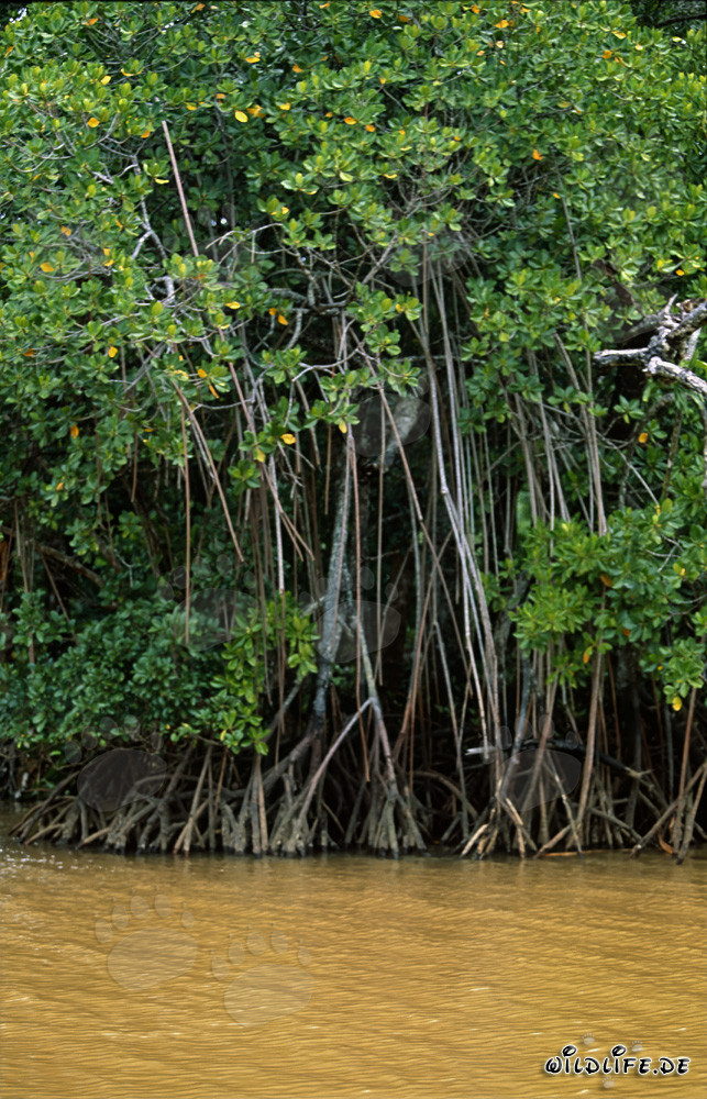 Manglar rojo junto al río después de una fuerte lluvia