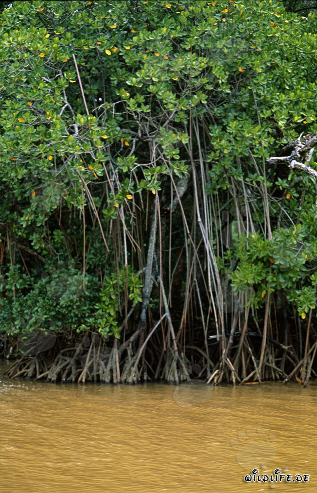 Taillis de mangrove rouge au bord de la rivière après une forte pluie