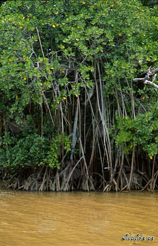 Red mangrove thicket on the river after heavy rain