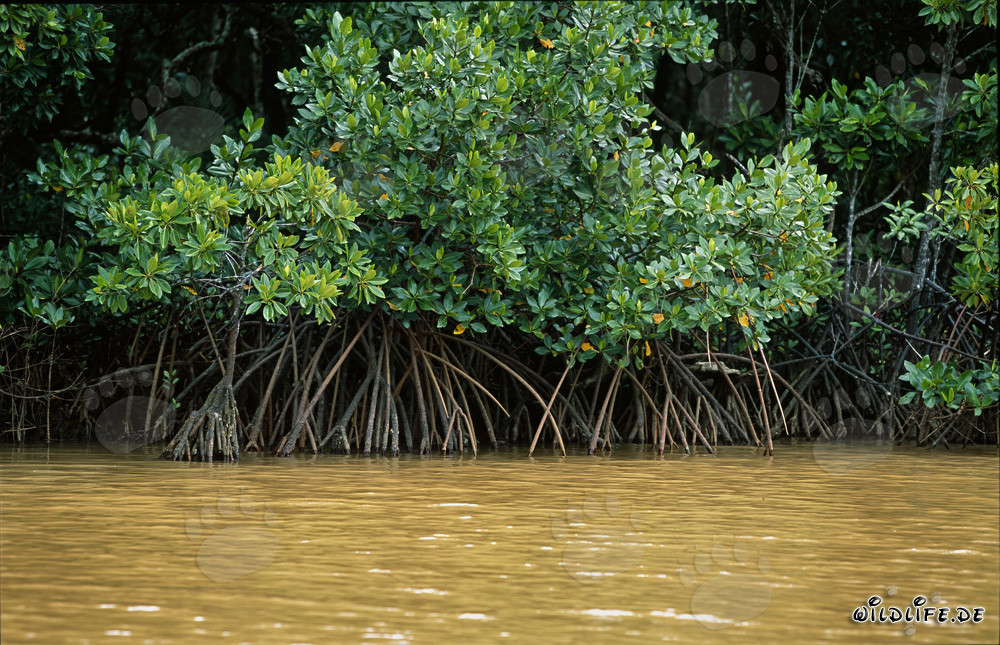 Mangroves rouges le long de la rivière Qara-ni-Qio aux Fidji