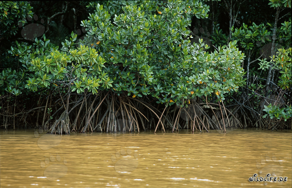 Mangrovie rosse lungo il fiume Qara-ni-Qio alle Figi