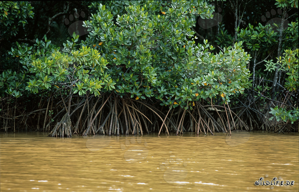 Red Mangroves at the Qara-ni-Qio River in Fiji