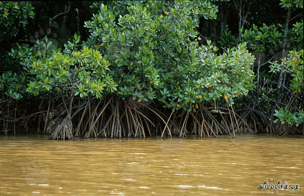 Rote Mangroven am Qara-ni-Qio River in Fiji