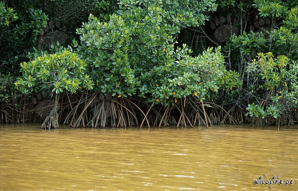 Mangroves rouges dans la rivière Qara-ni-Qio après de fortes pluies