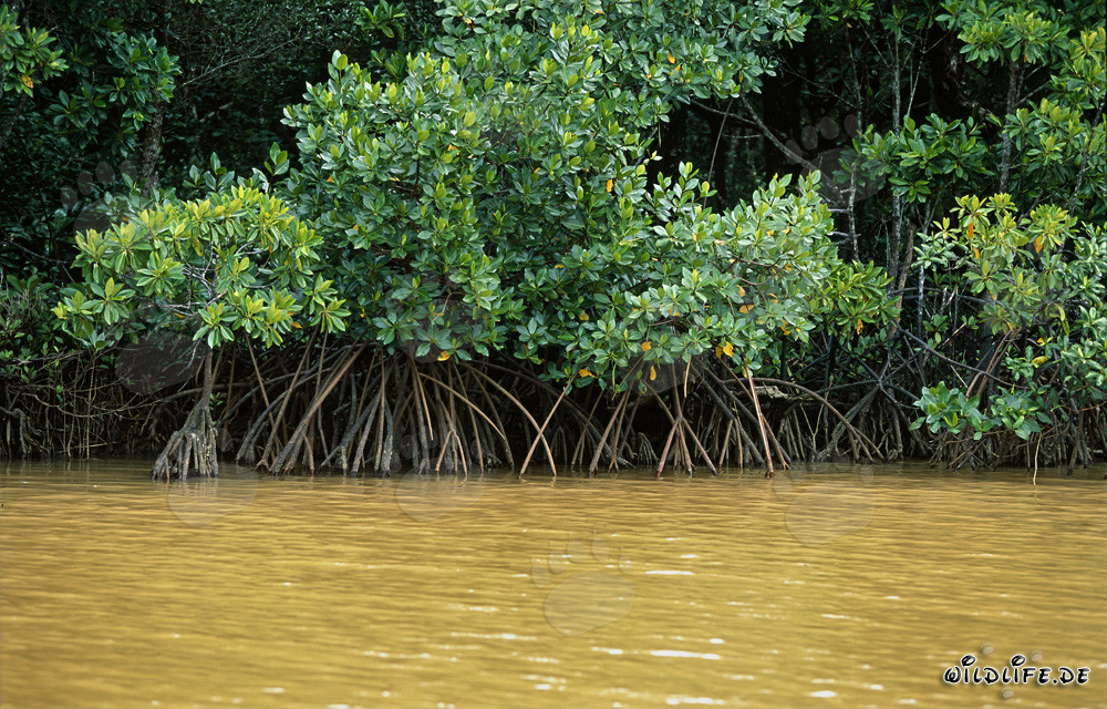 Mangrovie rosse nel fiume Qara-ni-Qio dopo forti piogge